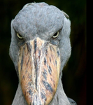 Tortur