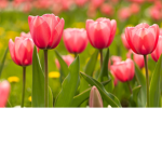 The Pink Tulips