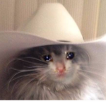 Sad Cat