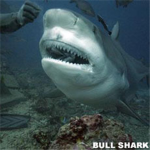 SHARKS!!!