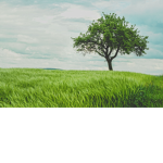 Tree That i love