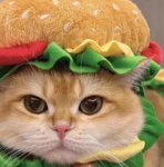 cheeseburgerscats Group Thumbnail