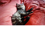 Miss kitty/puff