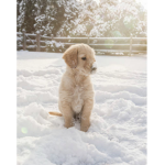 Hi my name is charlie and I love puppy’s