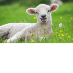 Sheep Community