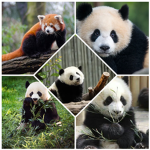 Panda's Party 123