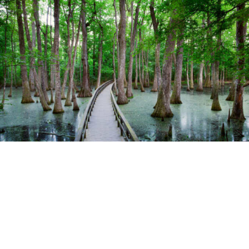 🐊 Swamp View 🐊 (New) 