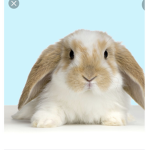 Bunny ###### #