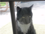 cat club Group Thumbnail