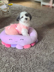 The.Dog.Loving.Club