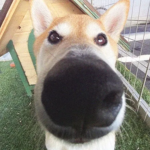 Dogeisgodomg