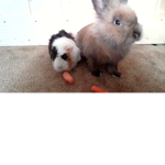 Guinea Pig and Adopt Me!
