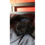The kitty is cute