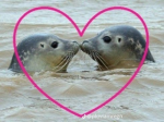 seal sanctuary :3 <3