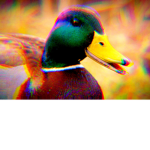 Lucky ducky studio