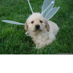 Fairy • Chat