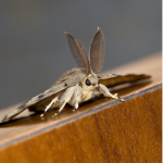 {WCUE} Moth clan!