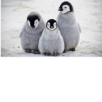 Penguin Pro fans
