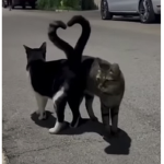 Katkits