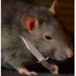 Rats for life <3