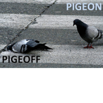 DRIPPY PIGEONS