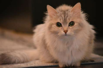Playerz Squad (Ann Playz Offical Fan group club)
