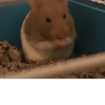 The hamster squad yay