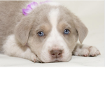 -Puppie-