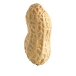 The Nut Kingdom