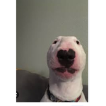 Alt is a cute dog