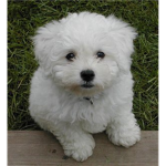 Poodle lovers