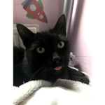 CAT L3VERS