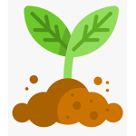 Ever Plants