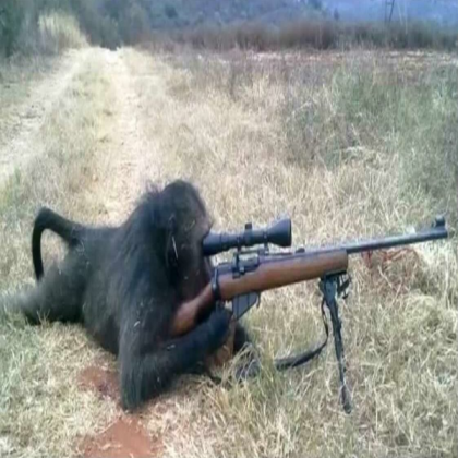sniper monke meme Roblox decal