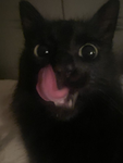 « Kittiess. »