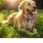 | Doggo was here |