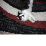 KITTY The Game