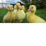 Duckklings army