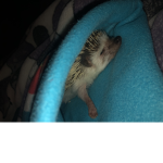 Hedgehog snoots :3