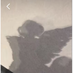 ProCrows