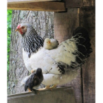 Chooks are the best!
