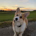 Corgi queen!