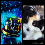 I like dogs and marshmallow