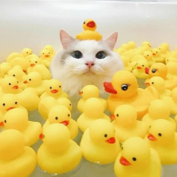 ☆
