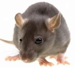 Rat.Family