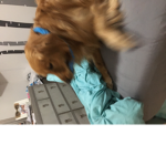 STARSHIP DOG ADVENTURES