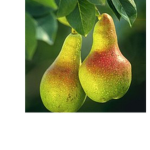 Mrderps pear farm