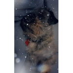 Dogyrockstar1