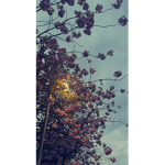 aesthetic~vibez