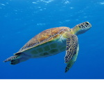 Keep Animals Alive